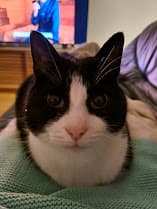 zigzag hubris stretcher